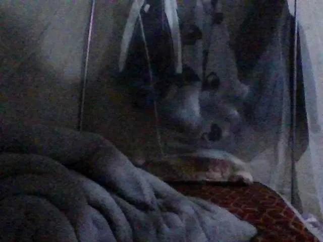 PrettyBelly from BongaCams is Freechat