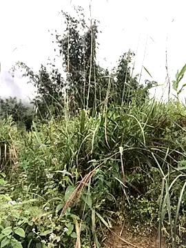 Mai_lovely from StripChat is Freechat